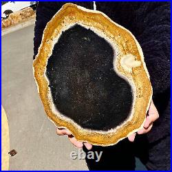 5.13LB Large Natural Petrified Wood Crystal Fossil Slice Shape Specimen Healing 5.13LB Large Natural Petrified Wood Crystal Fossil Slice Shape Specimen Healing