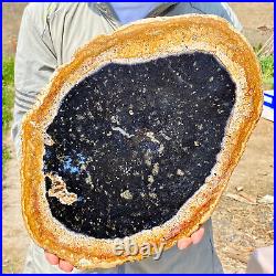 5.18LB Large Natural Petrified Wood Crystal Fossil Slice Shape Specimen Healing