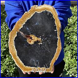 5.18LB Petrified wood fossil sliced
