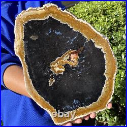 5.18LB Petrified wood fossil sliced