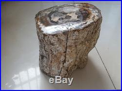 5.1KG Fossils of trees Madagascar Petrified Wood Y2202