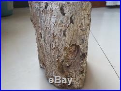 5.1KG Fossils of trees Madagascar Petrified Wood Y2202