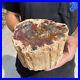 5_1lb_Rare_Natural_petrified_wood_rough_Wood_fossil_mineral_specimen_healing_01_gwup