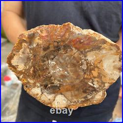 5.2lb Rare Natural petrified wood rough Wood fossil mineral specimen healing 5.2lb Rare Natural petrified wood rough Wood fossil mineral specimen healing