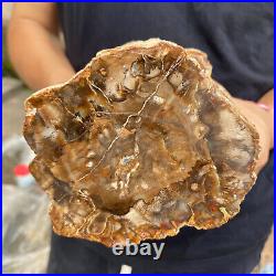 5.2lb Rare Natural petrified wood rough Wood fossil mineral specimen healing 5.2lb Rare Natural petrified wood rough Wood fossil mineral specimen healing