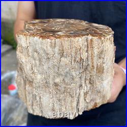 5.2lb Rare Natural petrified wood rough Wood fossil mineral specimen healing 5.2lb Rare Natural petrified wood rough Wood fossil mineral specimen healing
