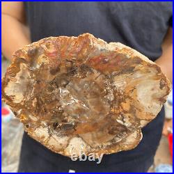 5.2lb Rare Natural petrified wood rough Wood fossil mineral specimen healing 5.2lb Rare Natural petrified wood rough Wood fossil mineral specimen healing