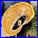 5_3LB_Large_Natural_Petrified_Wood_Crystal_Fossil_Slice_Shape_Specimen_Healing_01_py