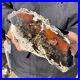 5_3LB_Rare_Natural_petrified_wood_rough_Wood_fossil_mineral_specimen_healing_01_qr