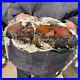 5_3LB_Rare_Natural_petrified_wood_rough_Wood_fossil_mineral_specimen_healing_01_wk