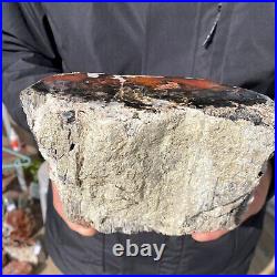 5.3LB Rare Natural petrified wood rough Wood fossil mineral specimen healing