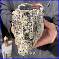 5.3LB Rare Natural petrified wood rough Wood fossil mineral specimen healing