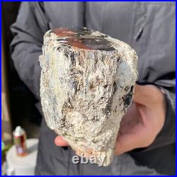 5.3LB Rare Natural petrified wood rough Wood fossil mineral specimen healing