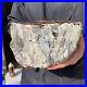 5_3lb_Rare_Natural_petrified_wood_rough_Wood_fossil_mineral_specimen_healing_01_uxr