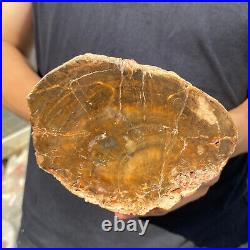 5.3lb Rare Natural petrified wood rough Wood fossil mineral specimen healing 5.3lb Rare Natural petrified wood rough Wood fossil mineral specimen healing