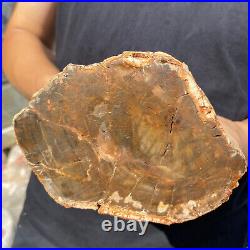 5.3lb Rare Natural petrified wood rough Wood fossil mineral specimen healing 5.3lb Rare Natural petrified wood rough Wood fossil mineral specimen healing