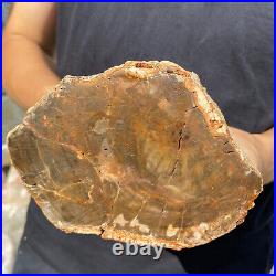 5.3lb Rare Natural petrified wood rough Wood fossil mineral specimen healing 5.3lb Rare Natural petrified wood rough Wood fossil mineral specimen healing