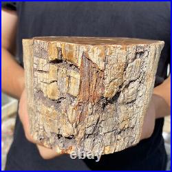 5.3lb Rare Natural petrified wood rough Wood fossil mineral specimen healing 5.3lb Rare Natural petrified wood rough Wood fossil mineral specimen healing