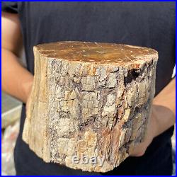 5.3lb Rare Natural petrified wood rough Wood fossil mineral specimen healing 5.3lb Rare Natural petrified wood rough Wood fossil mineral specimen healing