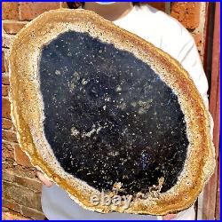 5.4LB Large Natural Petrified Wood Crystal Fossil Slice Shape Healing Specimen