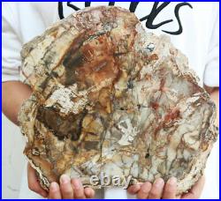 5.67lb POLISHED PETRIFIED WOOD FOSSIL AGATE Crystal SLICE DISPLAY Madagascar
