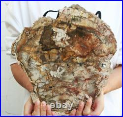 5.67lb POLISHED PETRIFIED WOOD FOSSIL AGATE Crystal SLICE DISPLAY Madagascar