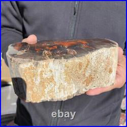 5.8lb Rare Natural petrified wood rough Wood fossil mineral specimen healing 5.8lb Rare Natural petrified wood rough Wood fossil mineral specimen healing