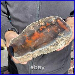 5.8lb Rare Natural petrified wood rough Wood fossil mineral specimen healing 5.8lb Rare Natural petrified wood rough Wood fossil mineral specimen healing
