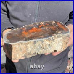 5.8lb Rare Natural petrified wood rough Wood fossil mineral specimen healing 5.8lb Rare Natural petrified wood rough Wood fossil mineral specimen healing