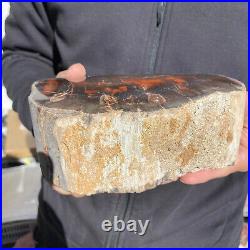5.8lb Rare Natural petrified wood rough Wood fossil mineral specimen healing 5.8lb Rare Natural petrified wood rough Wood fossil mineral specimen healing