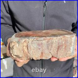 5.9lb Rare Natural petrified wood rough Wood fossil mineral specimen healing