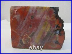 5 Lb. Arizona Rainbow Petrified Wood Display Piece With Bark