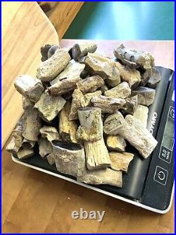 5 Pounds Petrified Wood Specimen Branch Chunks Rough For Lapidary Cabbing