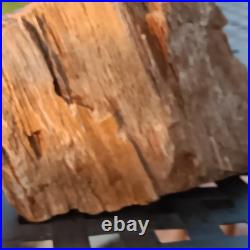 5lb 10oz Rare Natural petrified wood rough Wood fossil mineral specimen healing 5lb 10oz Rare Natural petrified wood rough Wood fossil mineral specimen healing