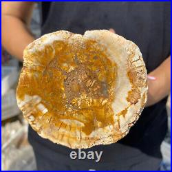 5lb Rare Natural petrified wood rough Wood fossil mineral specimen healing 5lb Rare Natural petrified wood rough Wood fossil mineral specimen healing