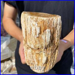 5lb Rare Natural petrified wood rough Wood fossil mineral specimen healing 5lb Rare Natural petrified wood rough Wood fossil mineral specimen healing