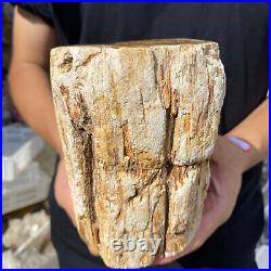 5lb Rare Natural petrified wood rough Wood fossil mineral specimen healing 5lb Rare Natural petrified wood rough Wood fossil mineral specimen healing