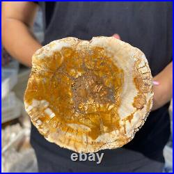 5lb Rare Natural petrified wood rough Wood fossil mineral specimen healing 5lb Rare Natural petrified wood rough Wood fossil mineral specimen healing