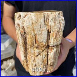5lb Rare Natural petrified wood rough Wood fossil mineral specimen healing 5lb Rare Natural petrified wood rough Wood fossil mineral specimen healing