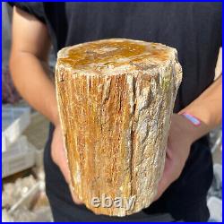 5lb Rare Natural petrified wood rough Wood fossil mineral specimen healing 5lb Rare Natural petrified wood rough Wood fossil mineral specimen healing