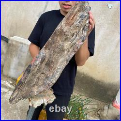 61.2lb Rare Natural petrified wood rough Wood fossil mineral specimen healing