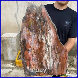 61.2lb Rare Natural petrified wood rough Wood fossil mineral specimen healing