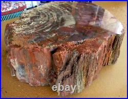 61 lb Massive Agatized/Opalized Petrified Wood 17 Wide Free Shipping