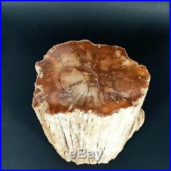 6300g Polished PETRIFIED WOOD BRANCH Fossil Madagascar A2362