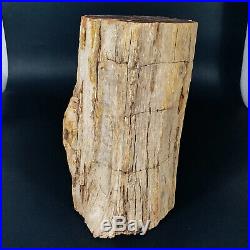 6300g Polished PETRIFIED WOOD BRANCH Fossil Madagascar A2362