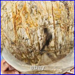 65.37LB Large Natural Fossil Petrified Wood Sphere Crystal Mineral Healing