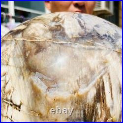 65.37LB Large Natural Fossil Petrified Wood Sphere Crystal Mineral Healing