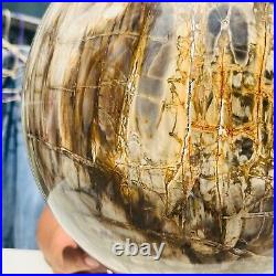 65.37LB Large Natural Fossil Petrified Wood Sphere Crystal Mineral Healing