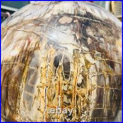 65.37LB Large Natural Fossil Petrified Wood Sphere Crystal Mineral Healing