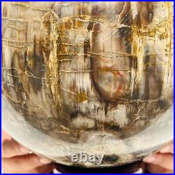 65.37LB Large Natural Fossil Petrified Wood Sphere Crystal Mineral Healing